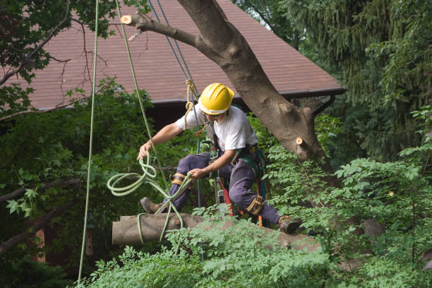 Fort Smith, AR Tree Removal Services Company